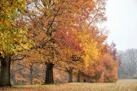 fall season